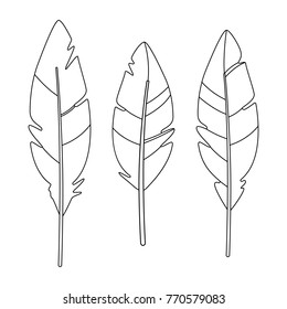 Vector illustration of feather