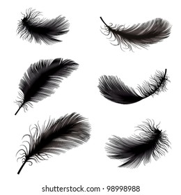 vector illustration of feather