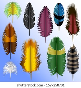 Vector illustration of feathers set multicolored bright different types of birds