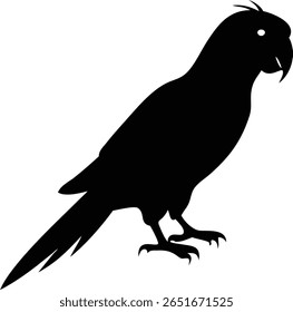 Vector illustration features a detailed black silhouette of a cockatoo, distinguished by its crest feathers, sturdy legs, sharp claws, and strong curved beak.