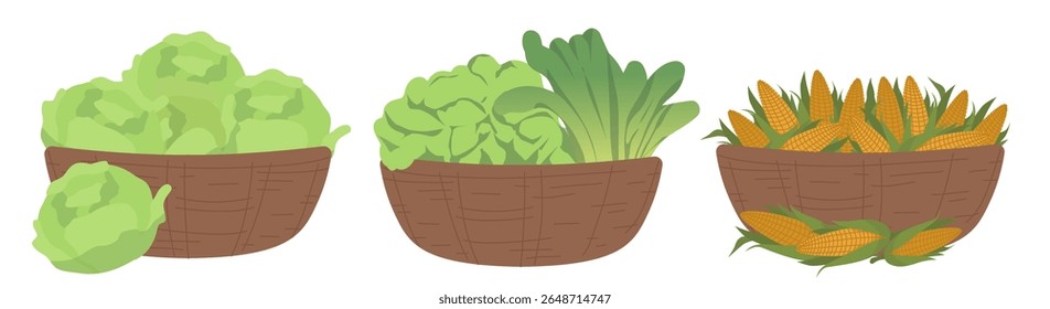 Vector illustration featuring baskets of fresh greens and corn. Shows three baskets filled with lettuce, leafy greens, and corn, ideal for agricultural and market-related designs.