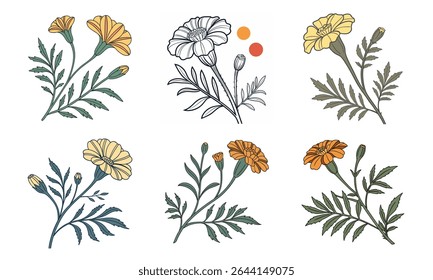 Vector illustration featuring a bundle of six colorful marigold flower arrangements on white background
