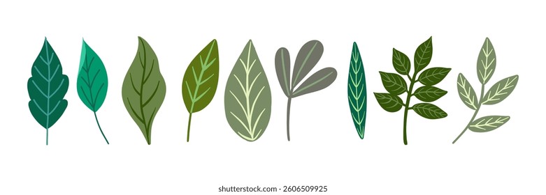 Vector illustration featuring a collection of diverse leaf shapes. Each leaf showcases different colors and shapes, perfect for botanical projects and nature-themed designs. 
