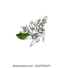 Vector illustration featuring color drawing of neroli flower with leaves and petals. Hand drawn botanical element, perfect for floral concepts. Isolated background.