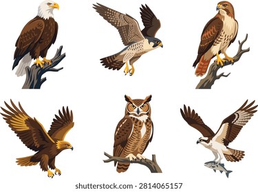 Vector illustration featuring detailed birds of prey including eagles, hawks, falcons, owls, and ospreys in various poses. Ideal for wildlife education, nature design projects, animal logos, and ornithology-themed artwork.