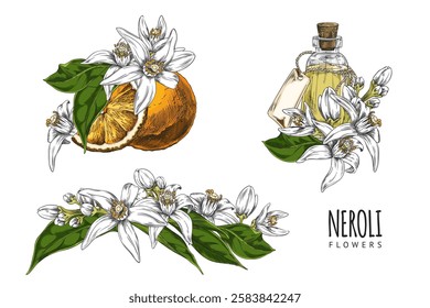 Vector illustration featuring flowers, fruits and bottle of neroli oil. Poster with isolated elements for decorative use suitable for label design. Hand drawn. Cosmetic and medicinal product.