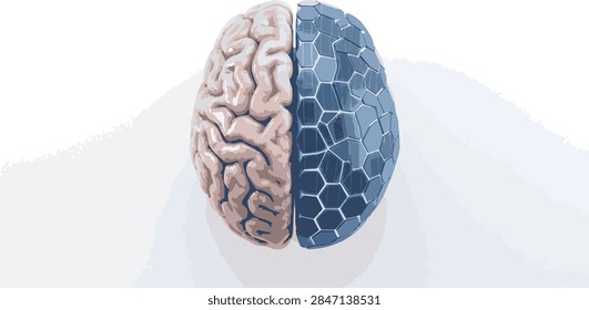 Vector illustration featuring a human brain split into two contrasting halves, with the left side showing a natural biological brain structure and the right side featuring a digital technological half with intricate hexagonal patterns. This modern graphic design is ideal for concepts related to artificial intelligence, human-machine integration, neuroscience, digital mind, and advanced technology.