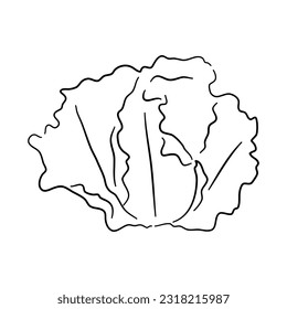 Vector illustration featuring a lettuce doodle icon with a hand-drawn black sketch.