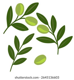 A vector illustration featuring stylized olive branches with varying shades of green leaves and olives, creating a fresh and natural design element.