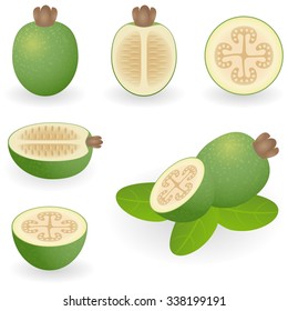 Vector illustration of feijoa