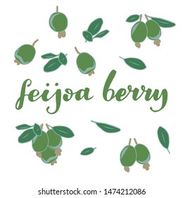 vector illustration of feijoa berry and leaf design isolated with lettering feijoa berry background white and berry EPS10