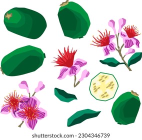 Ilustración vectorial de la fruta feijoa con flores y hojas sobre fondo blanco de estilo plano