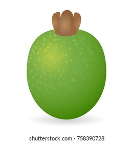 Vector illustration of feijoa isolated on white background