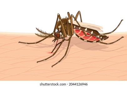 Vector Illustration Of Female Aedes Mosquito Bite, Feeding Blood On Skin Causing Dengue Fever,Leishmaniasis,Encephalitis, Yellow Fever,Malaria Disease, Elephantiasis,Danger Mosquitoes,Insect Concept.