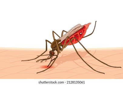 Vector Illustration Of Female Anopheles Mosquito Bite,feeding Blood On Skin Causing Malaria Disease,fever,headache,body Aches,fast Pulse,nausea And Vomiting,on White,Danger From Mosquitoes And Insect.