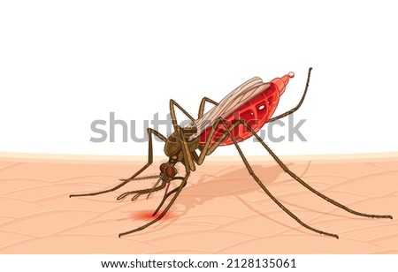 Vector illustration of female anopheles mosquito bite,feeding blood on skin causing malaria disease,fever,headache,body aches,fast pulse,nausea and vomiting,on white,Danger from Mosquitoes and Insect.