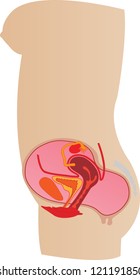 vector illustration female genitals in a section