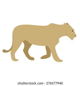 vector illustration of female lion