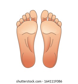 Vector illustration of female or male feet, toes and soles. For your design