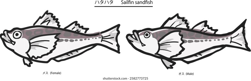 Vector illustration of female and male sailfin sandfish and their whole body facing sideways