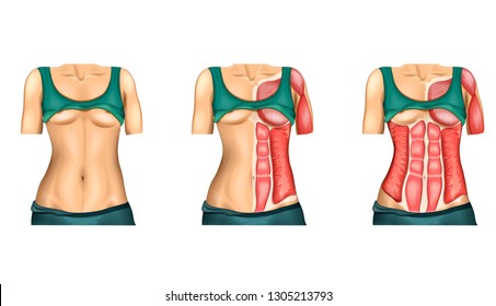 vector illustration of female press muscle. anatomy