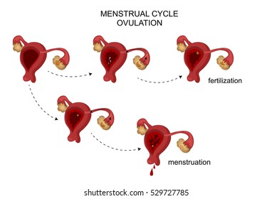 Vector Illustration Of Female Reproductive Organs. Menstrual Cycle.