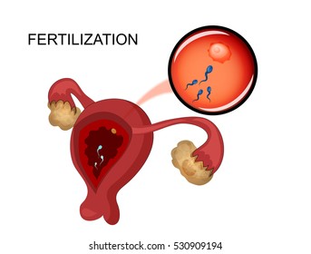 Vector Illustration Of Female Reproductive Organs. Sperm
