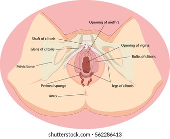 Prosztata herék az alsó részben, A perineum visszeressége terhesség alatt fotó