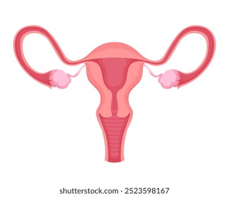 Vector illustration of the female reproductive system isolated. Uterus, fallopian tubes, and ovaries, emphasizing anatomy, gynecology, and reproductive health.