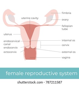 vector illustration of female reproductive system. great for educational purpose.