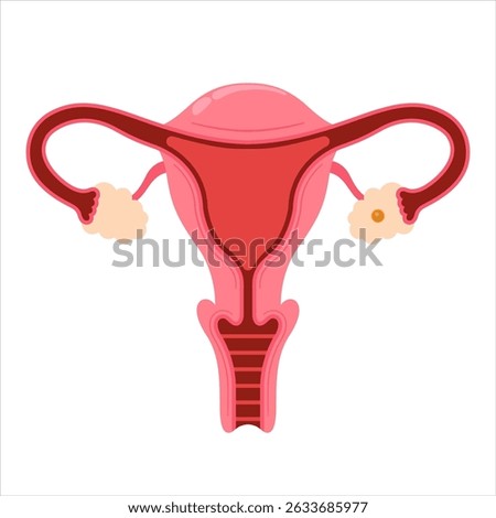 Vector Illustration of Female Reproductive System Including Uterus, Fallopian Tubes, and Ovaries. Flat Design for Medical and Educational Use