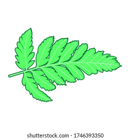 Vector illustration of fern leaf