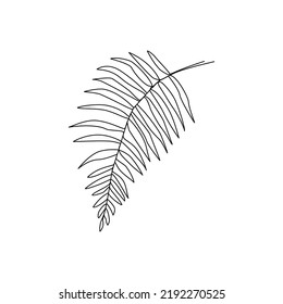 Vector illustration of fern leaf drawn in line art style