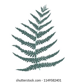 Vector illustration of a fern leaf isolated on white background. EPS10.