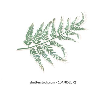 Vector illustration of fern leaf isolated on white background. Concept of tropical plants, trees