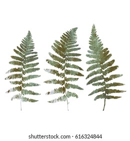 Vector illustration of  fern leaves. Thin delicate lines silhouettes with watercolor style texture. Different shades of green color isolated on white background 