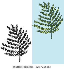 vector illustration of a fern plant leaf