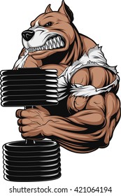 Vector illustration of a ferocious pitbull raises the dumbbells on biceps