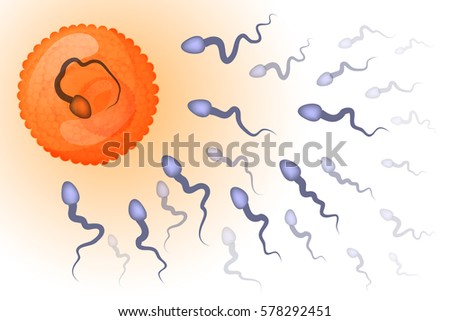 vector illustration of fertilization of an egg by sperm
