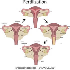 Vector illustration of fertilization, menstruation. A healthy uterus.