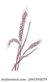 Vector illustration of a few ripe wheat ears. Sketch drawing of wheat ears. Vector illustration. Design element for menu, card and poster.