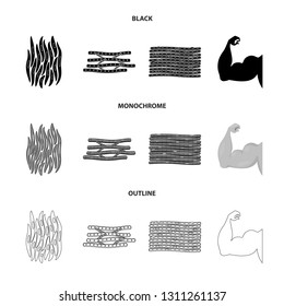Vector illustration of fiber and muscular icon. Set of fiber and body  stock symbol for web.