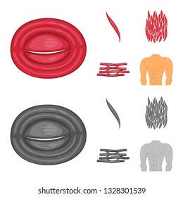 Vector illustration of fiber and muscular icon. Collection of fiber and body  stock symbol for web.