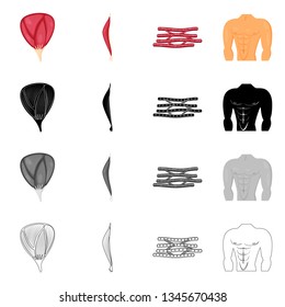 Vector illustration of fiber and muscular icon. Set of fiber and body  stock symbol for web.