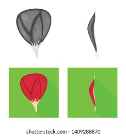 Vector illustration of fiber and muscular icon. Collection of fiber and body  stock vector illustration.