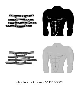 Vector illustration of fiber and muscular icon. Collection of fiber and body  stock vector illustration.