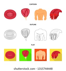 Vector illustration of fiber and muscular logo. Set of fiber and body  vector icon for stock.