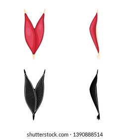 Vector illustration of fiber and muscular logo. Collection of fiber and body  vector icon for stock.