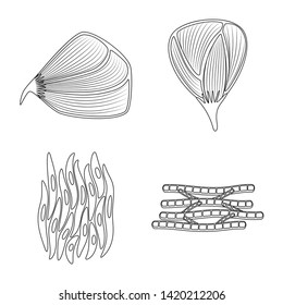 Vector illustration of fiber and muscular logo. Collection of fiber and body stock symbol for web.