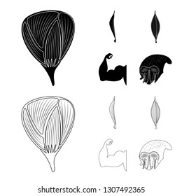 Vector illustration of fiber and muscular sign. Collection of fiber and body  stock vector illustration.